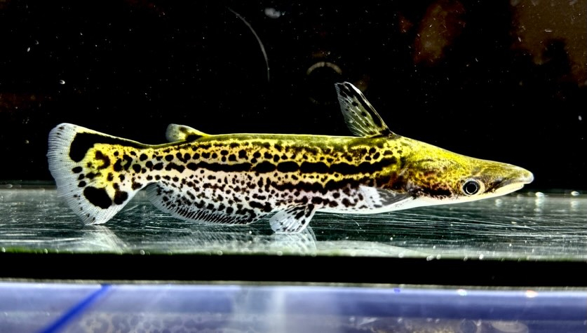 マーブルドルフィンキャット 13cm±