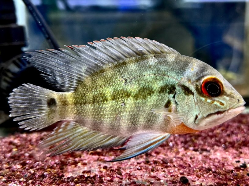 ポプラルクスシッタクス 