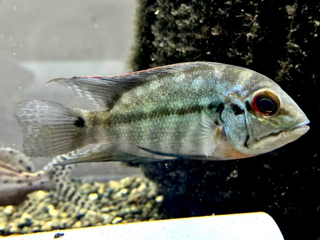 ポプラルクスシッタクス 