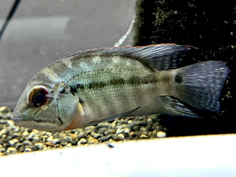 ポプラルクスシッタクス 