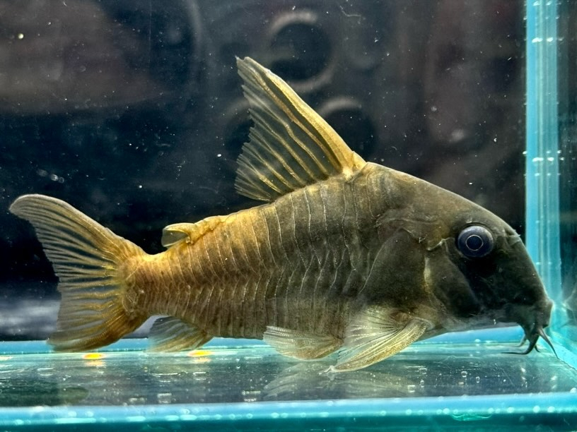 Co.コンコロール 7㎝± ¥3,980