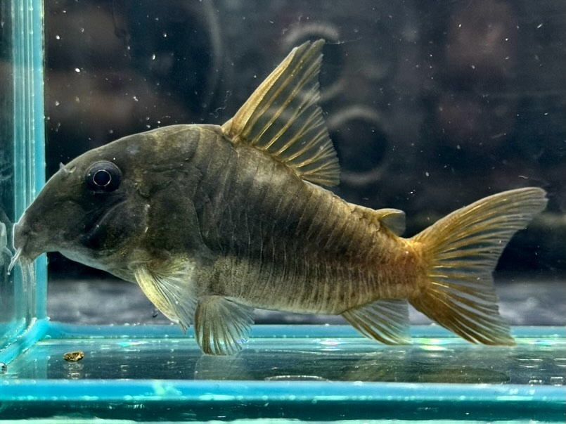 Co.コンコロール 7㎝± ¥3,980