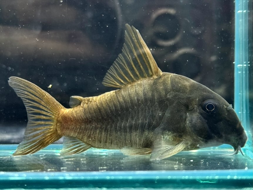 Co.コンコロール 7㎝± ¥3,980