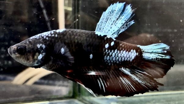 ベタ  ネビュラゴールデンブルー 