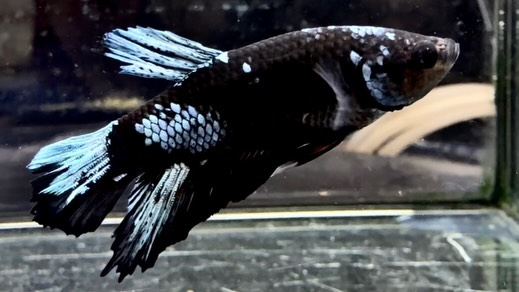 ベタ  ネビュラゴールデンブルー 