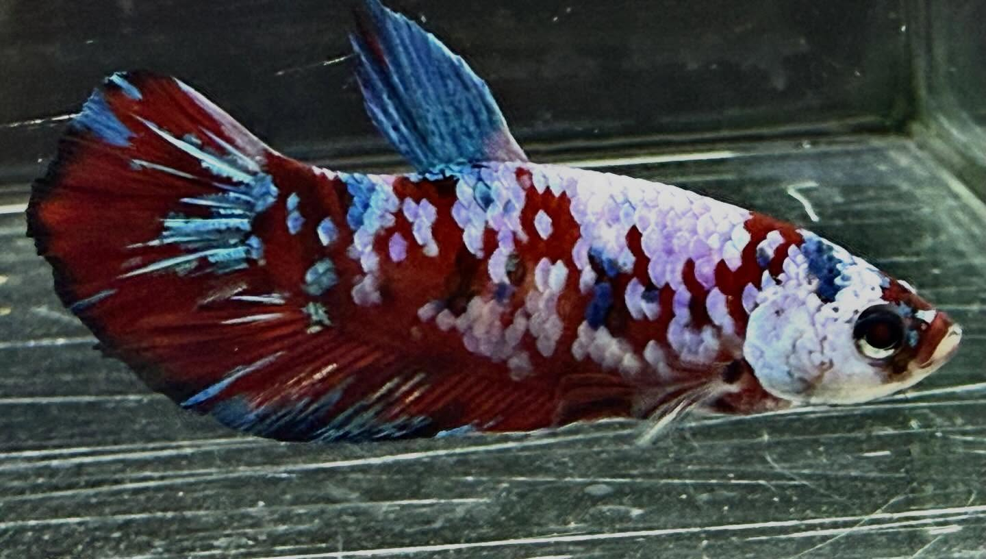 ベタ サクラギャラクシー