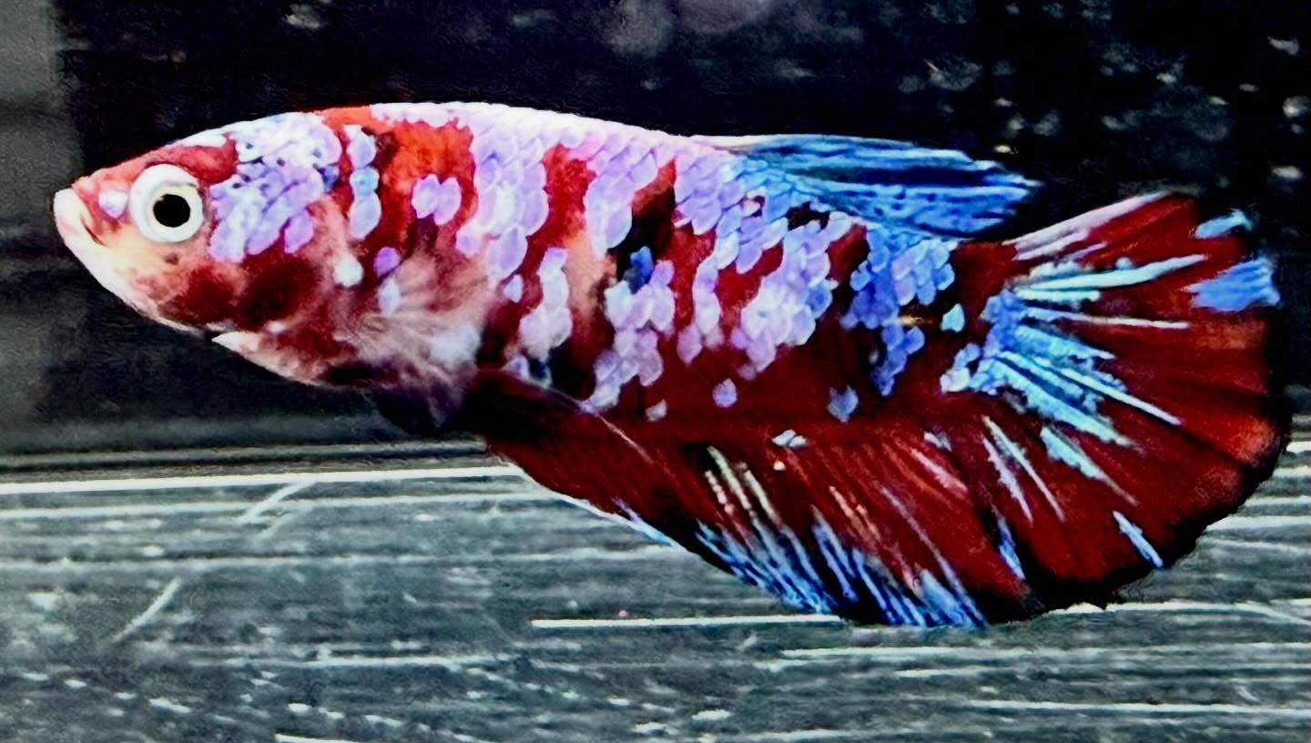 ベタ サクラギャラクシー