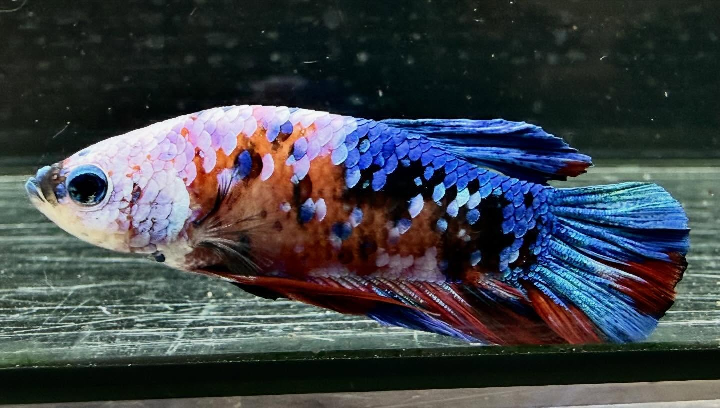 ベタ サクラギャラクシー