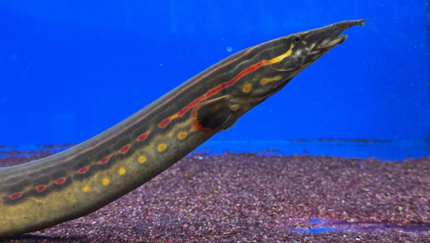 ファイヤースパイニーイール