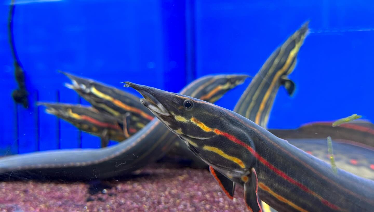 ファイヤースパイニーイール