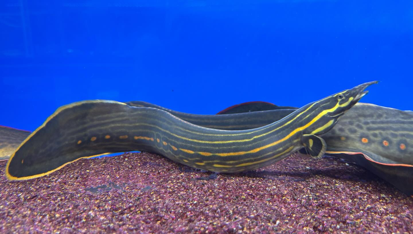 ファイヤースパイニーイール