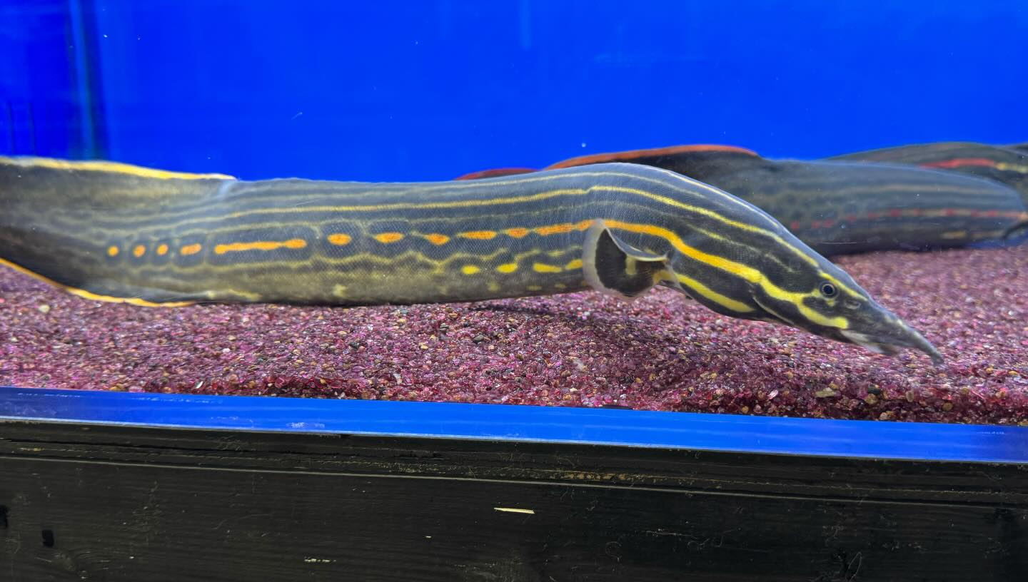 ファイヤースパイニーイール