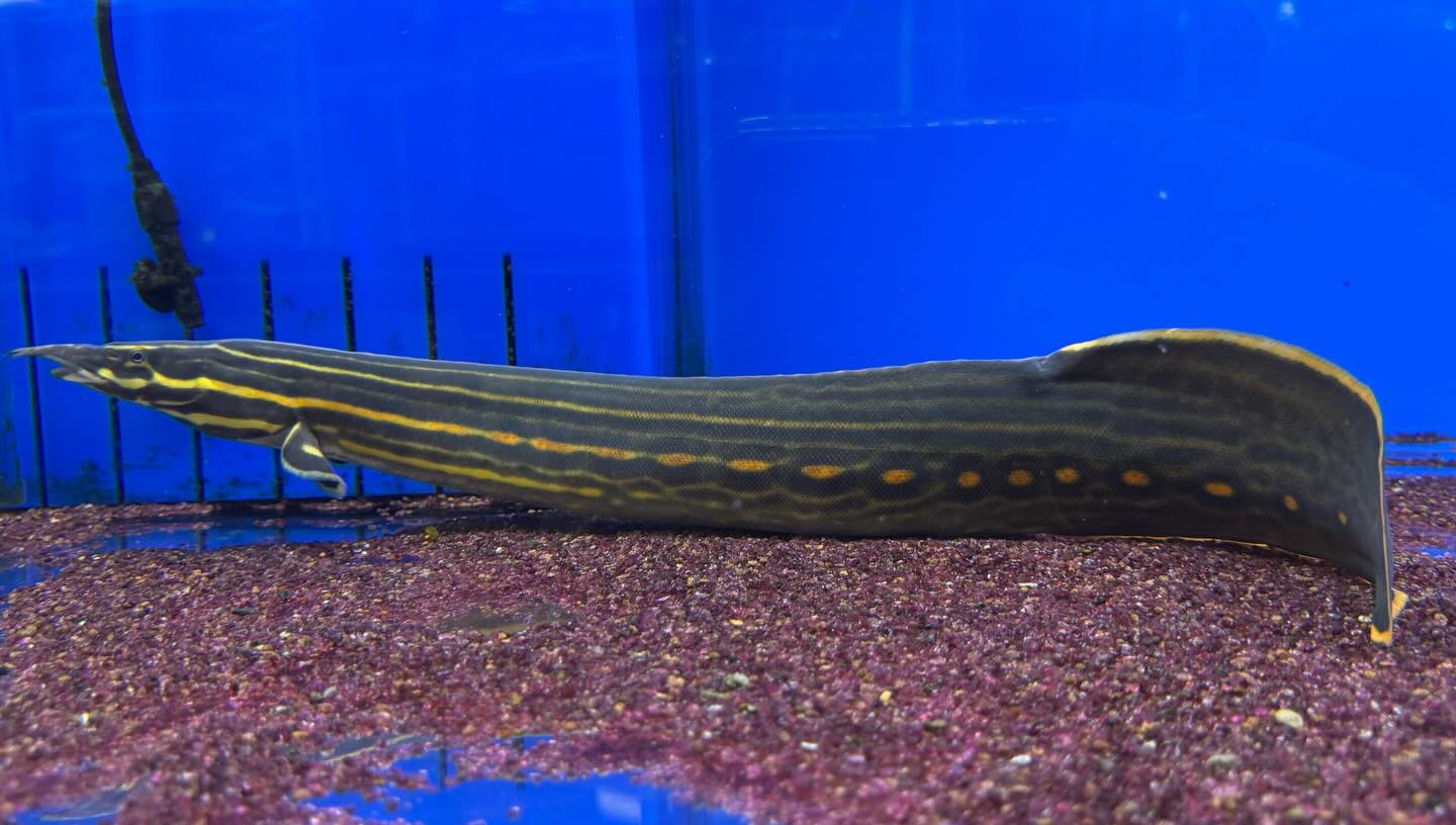 ファイヤースパイニーイール