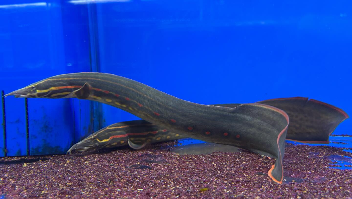 ファイヤースパイニーイール