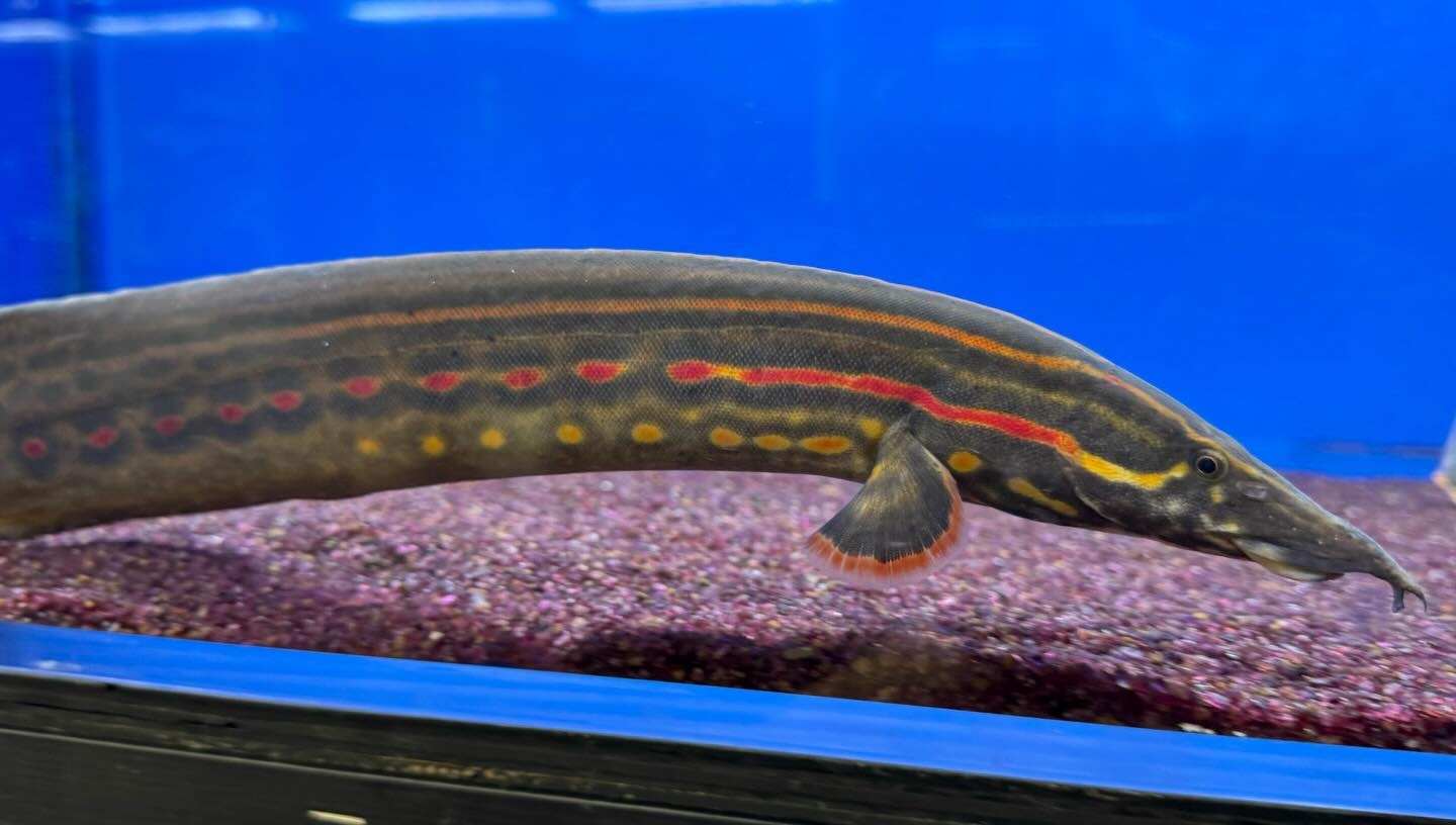 ファイヤースパイニーイール