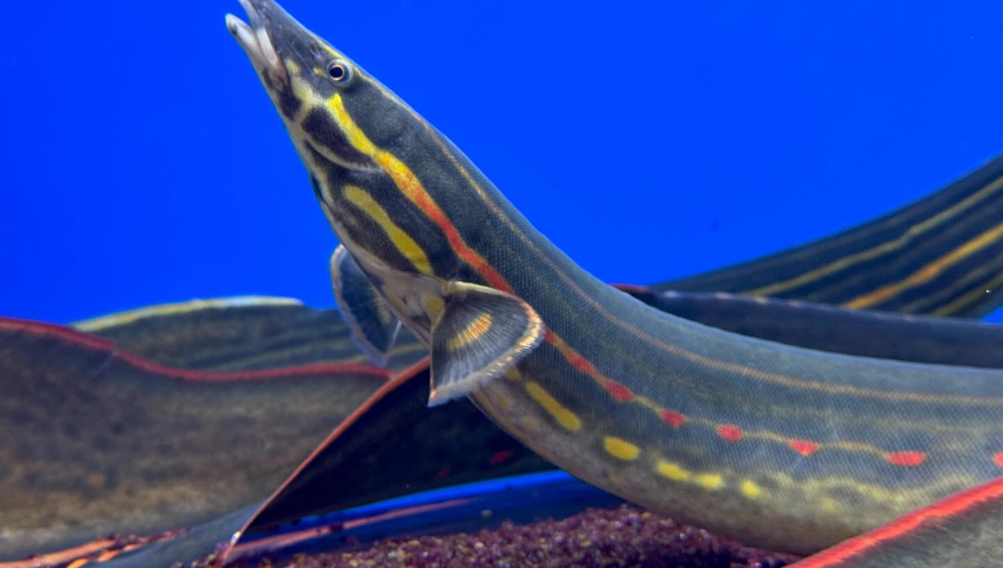 ファイヤースパイニーイール