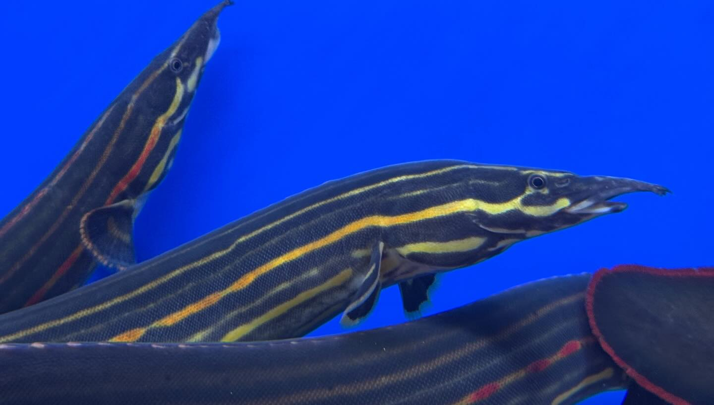 ファイヤースパイニーイール