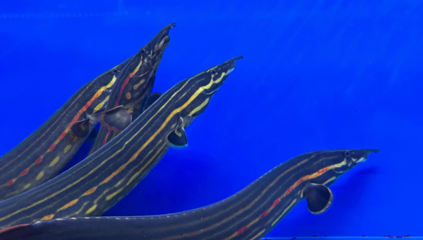 ファイヤースパイニーイール