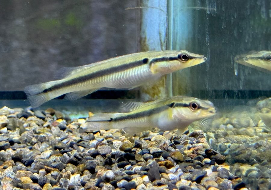 ⁡クレニキクラ ゼブリナ 7cm± コロンビア産