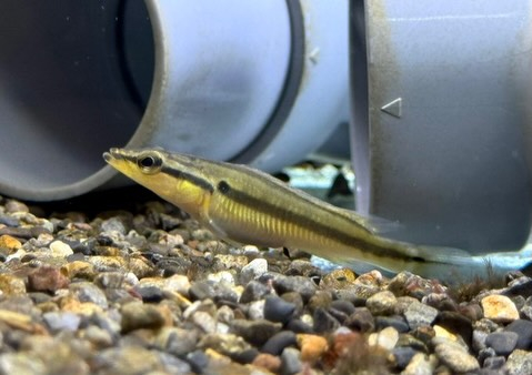 クレニキクラ ゼブリナ 7cm± コロンビア産