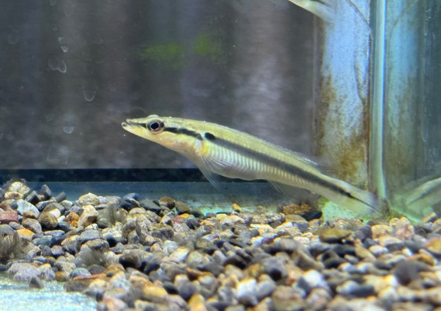 クレニキクラ ゼブリナ 7cm± コロンビア産