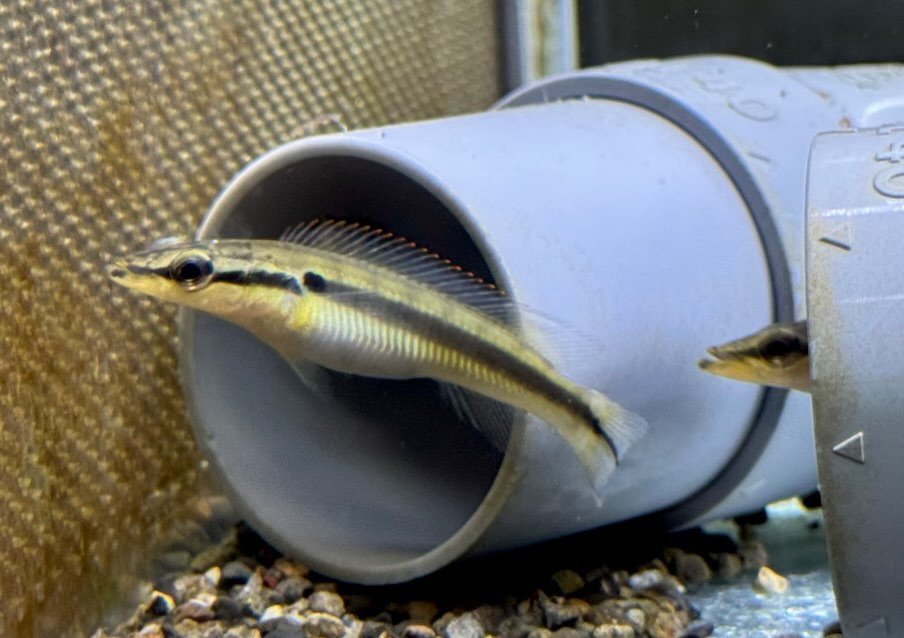 クレニキクラ ゼブリナ 7cm± コロンビア産