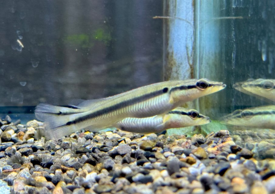 クレニキクラ ゼブリナ 7cm± コロンビア産