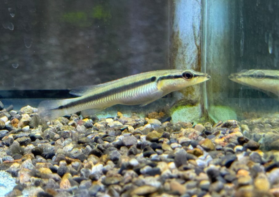 クレニキクラ ゼブリナ 7cm± コロンビア産