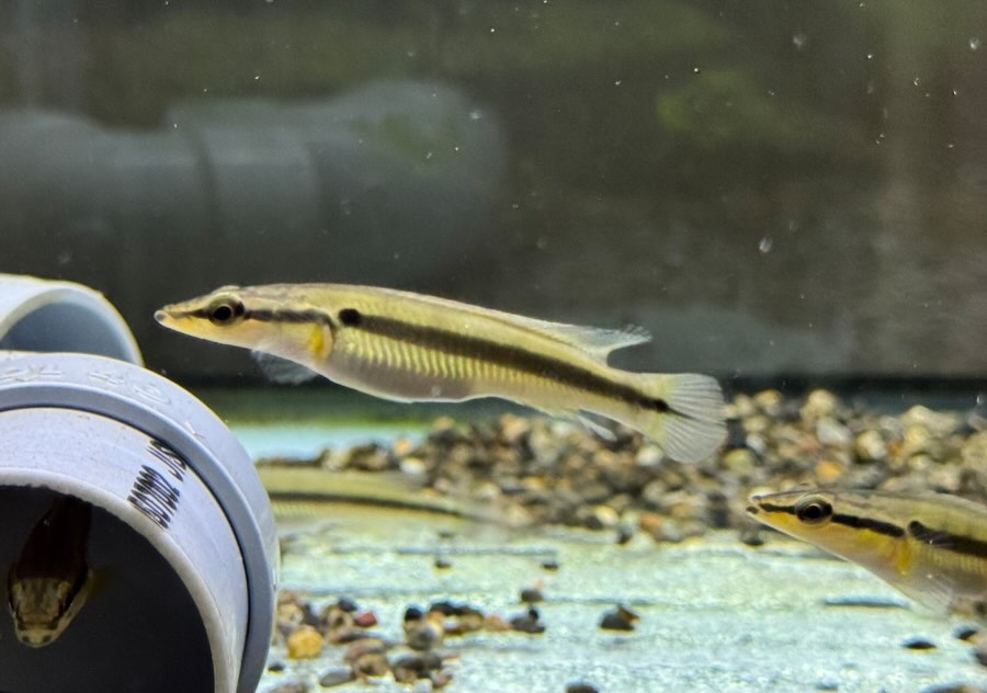 クレニキクラ ゼブリナ 7cm± コロンビア産