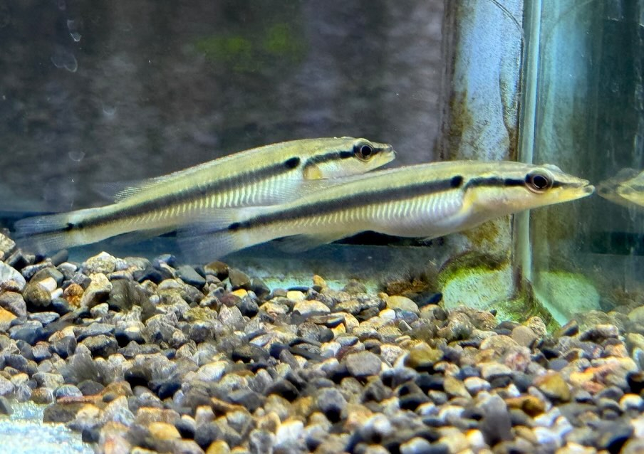 クレニキクラ ゼブリナ 7cm± コロンビア産