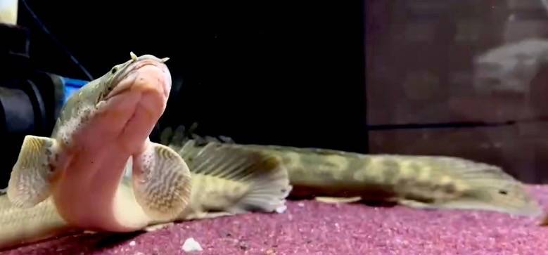 polypterus飼育にあたって起こるトラブルまとめ