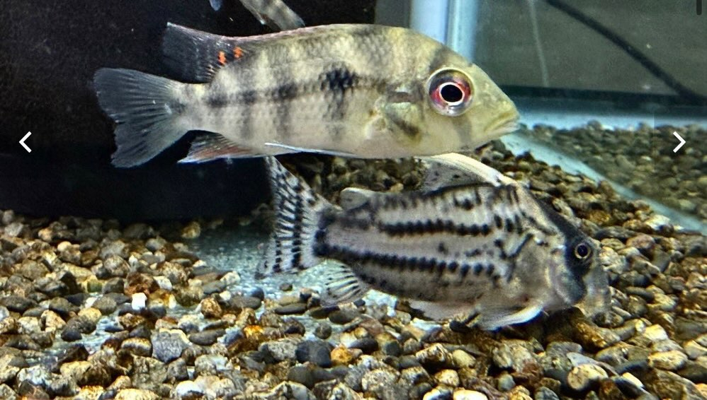 カメルーン直輸入便にて中央アフリカ産の