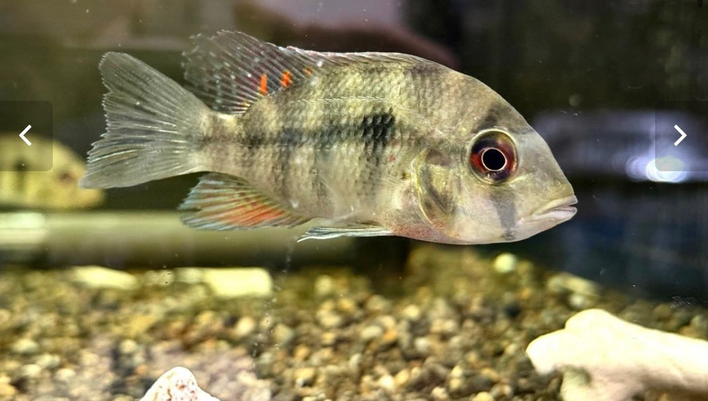 カメルーン直輸入便にて中央アフリカ産の