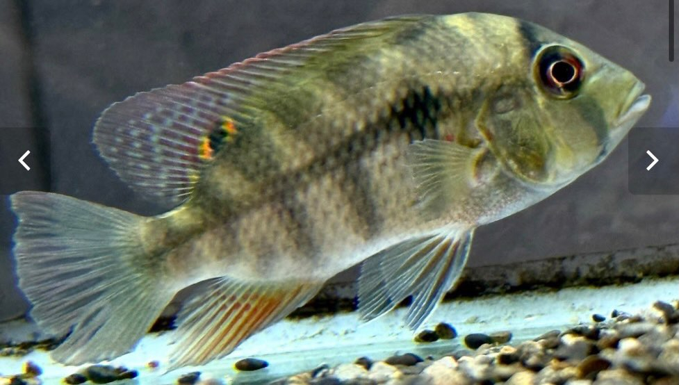 カメルーン直輸入便にて中央アフリカ産の