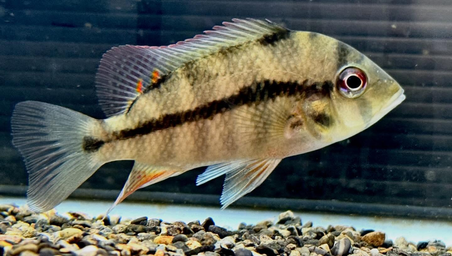 カメルーン直輸入便にて中央アフリカ産の