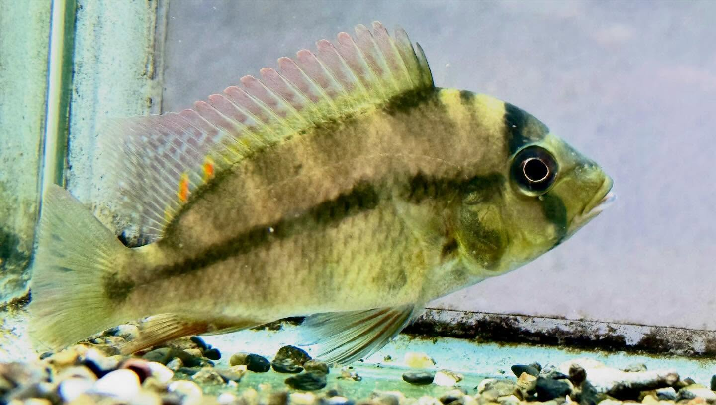 カメルーン直輸入便にて中央アフリカ産の