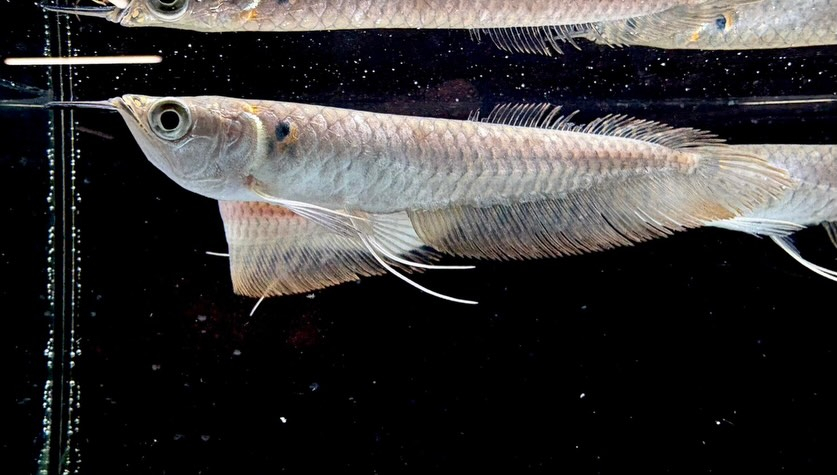 シルバーアロワナ 12㎝± 