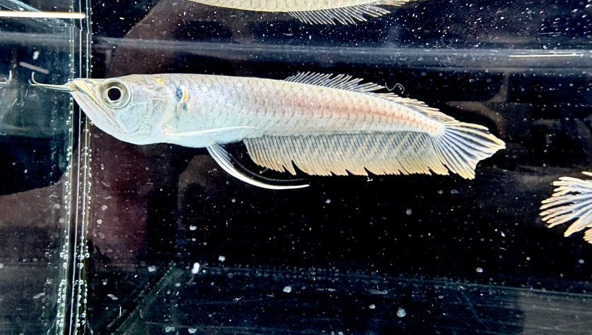シルバーアロワナ 12㎝± 