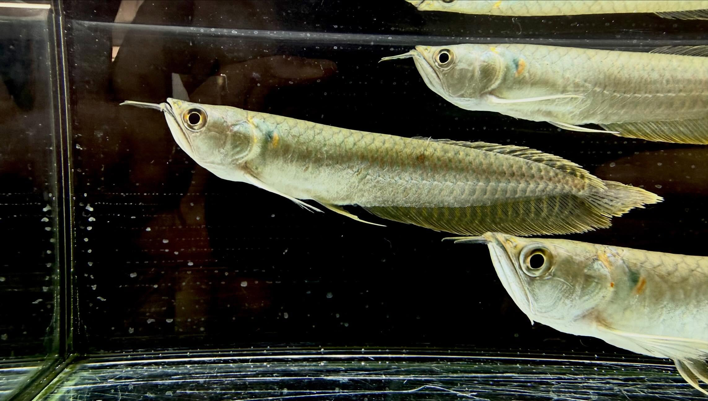 シルバーアロワナ 15cm±  ブリード