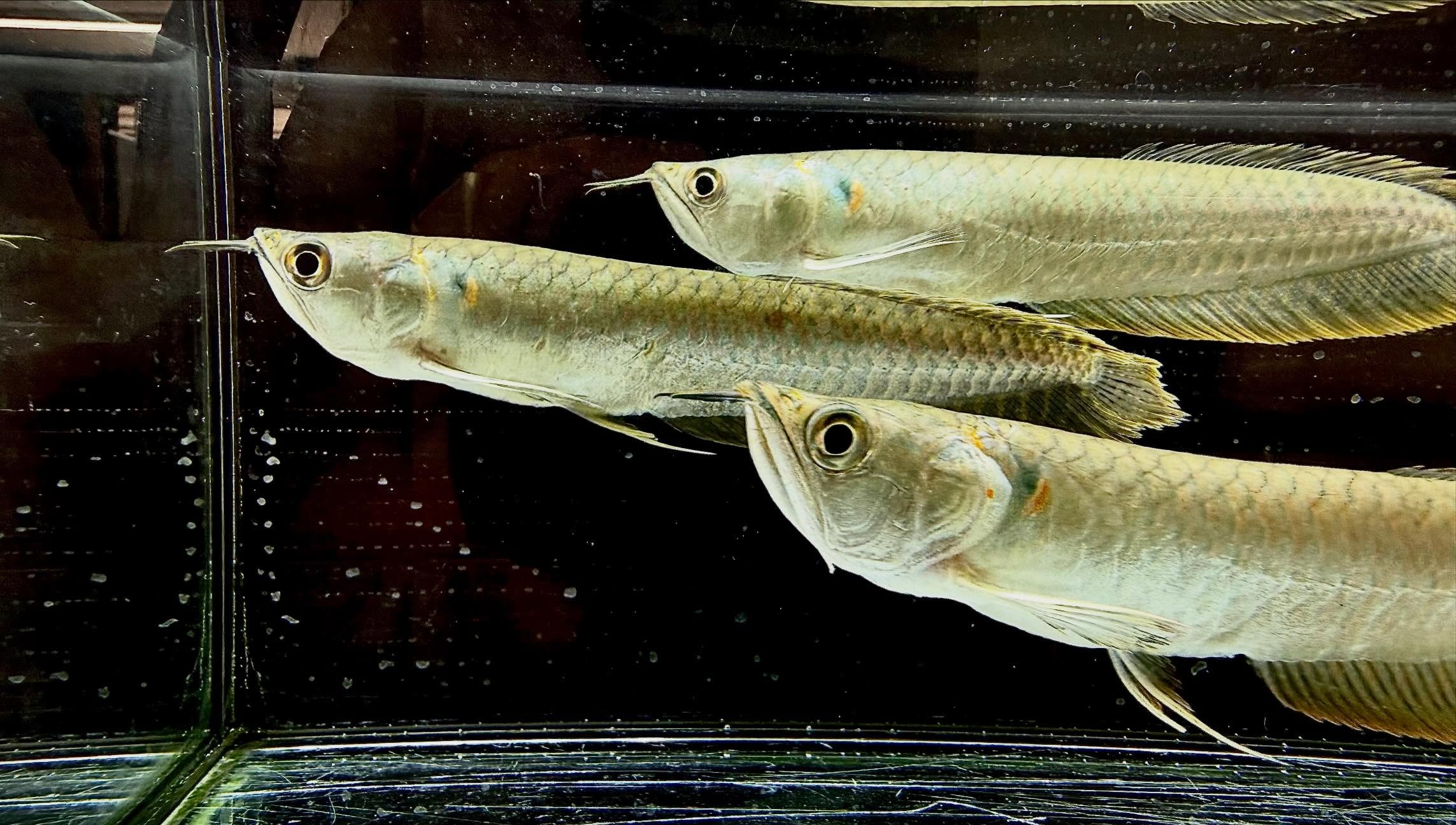 シルバーアロワナ 15cm±  ブリード