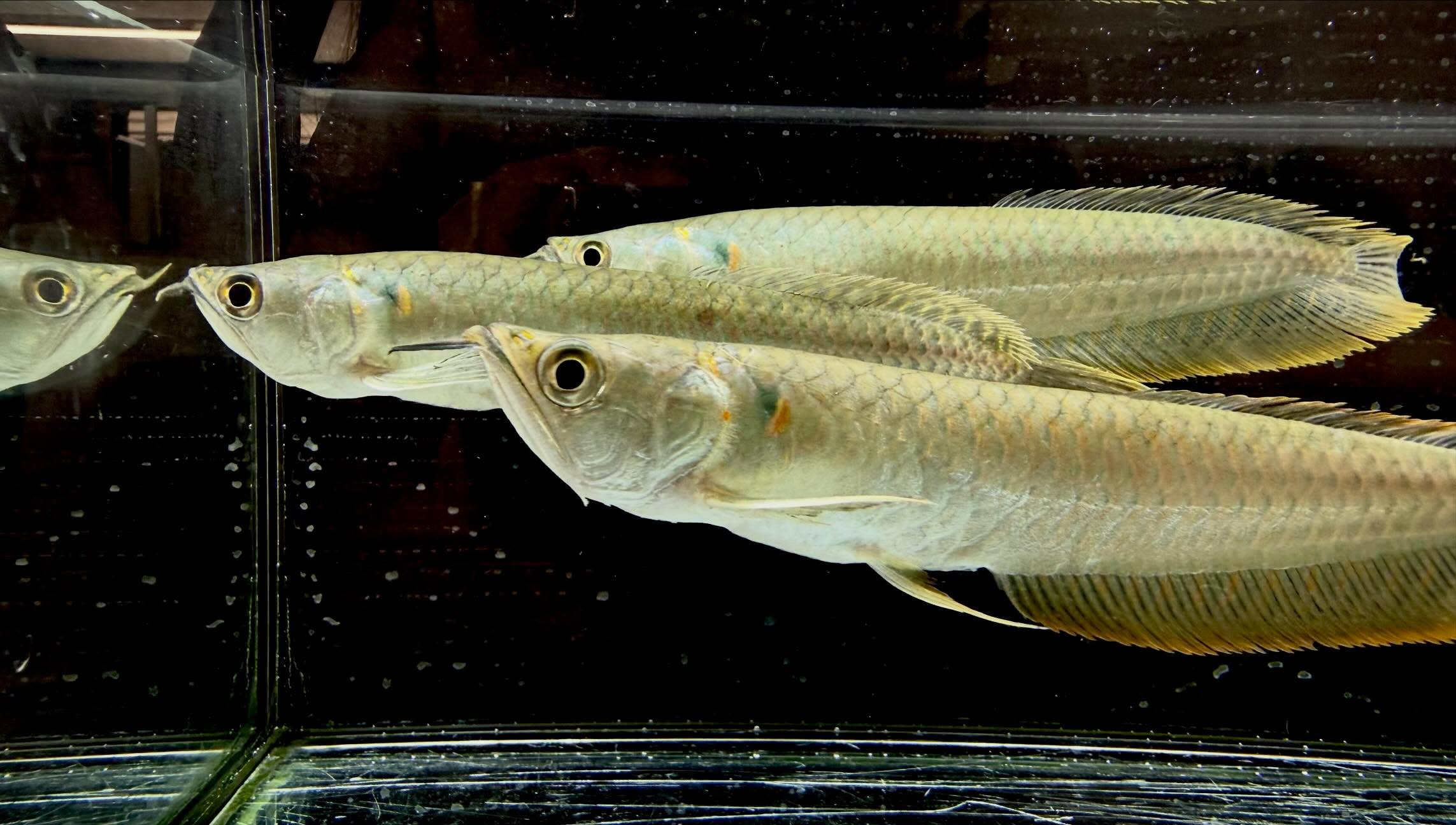 シルバーアロワナ 15cm±  ブリード