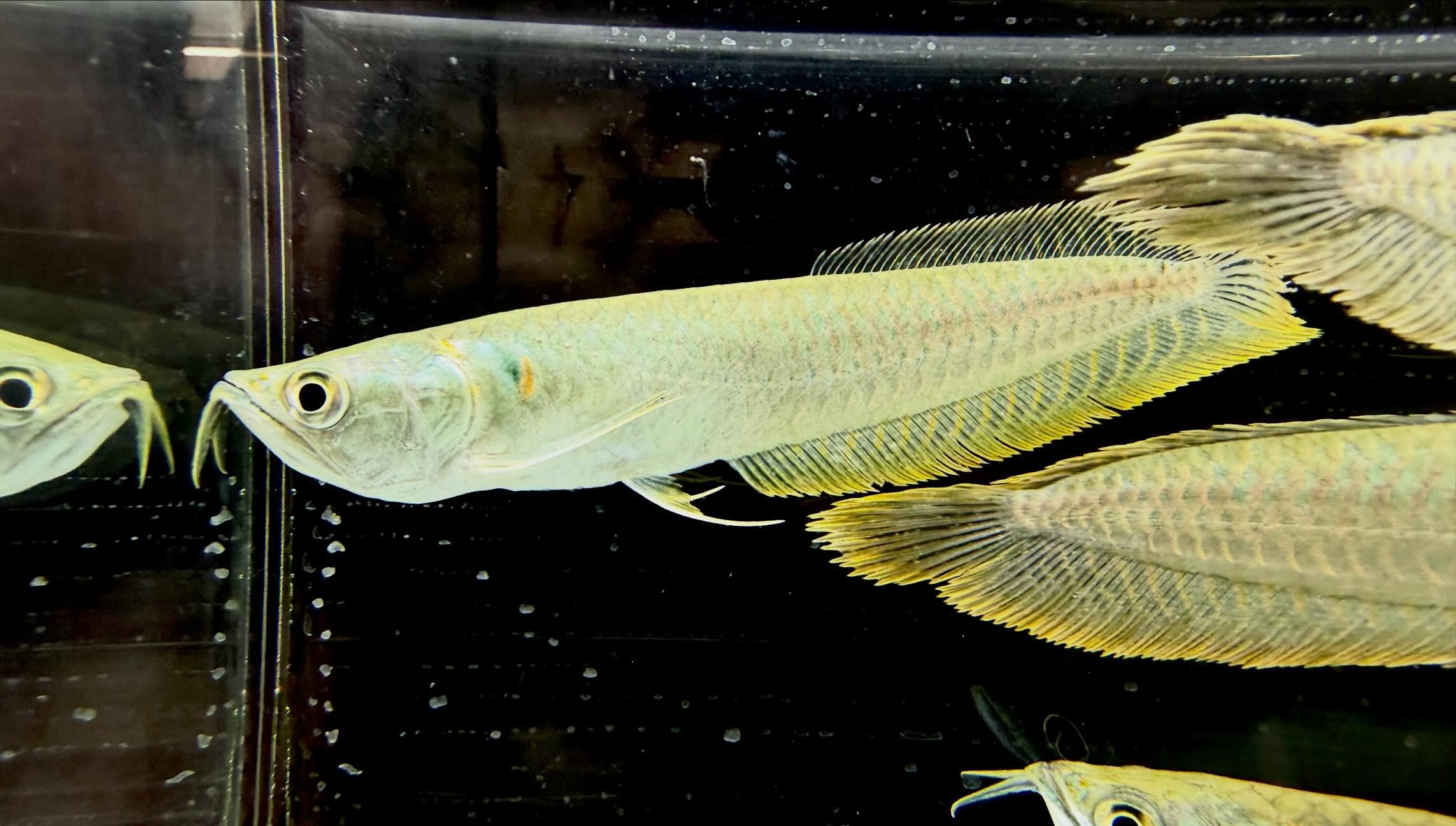 シルバーアロワナ 15cm±  ブリード