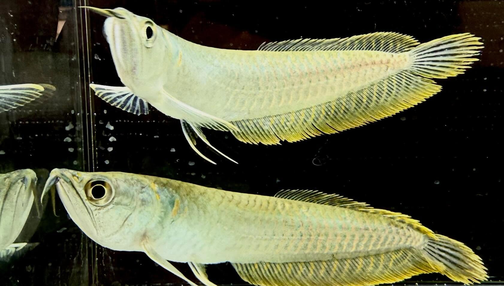 シルバーアロワナ 15cm±  ブリード