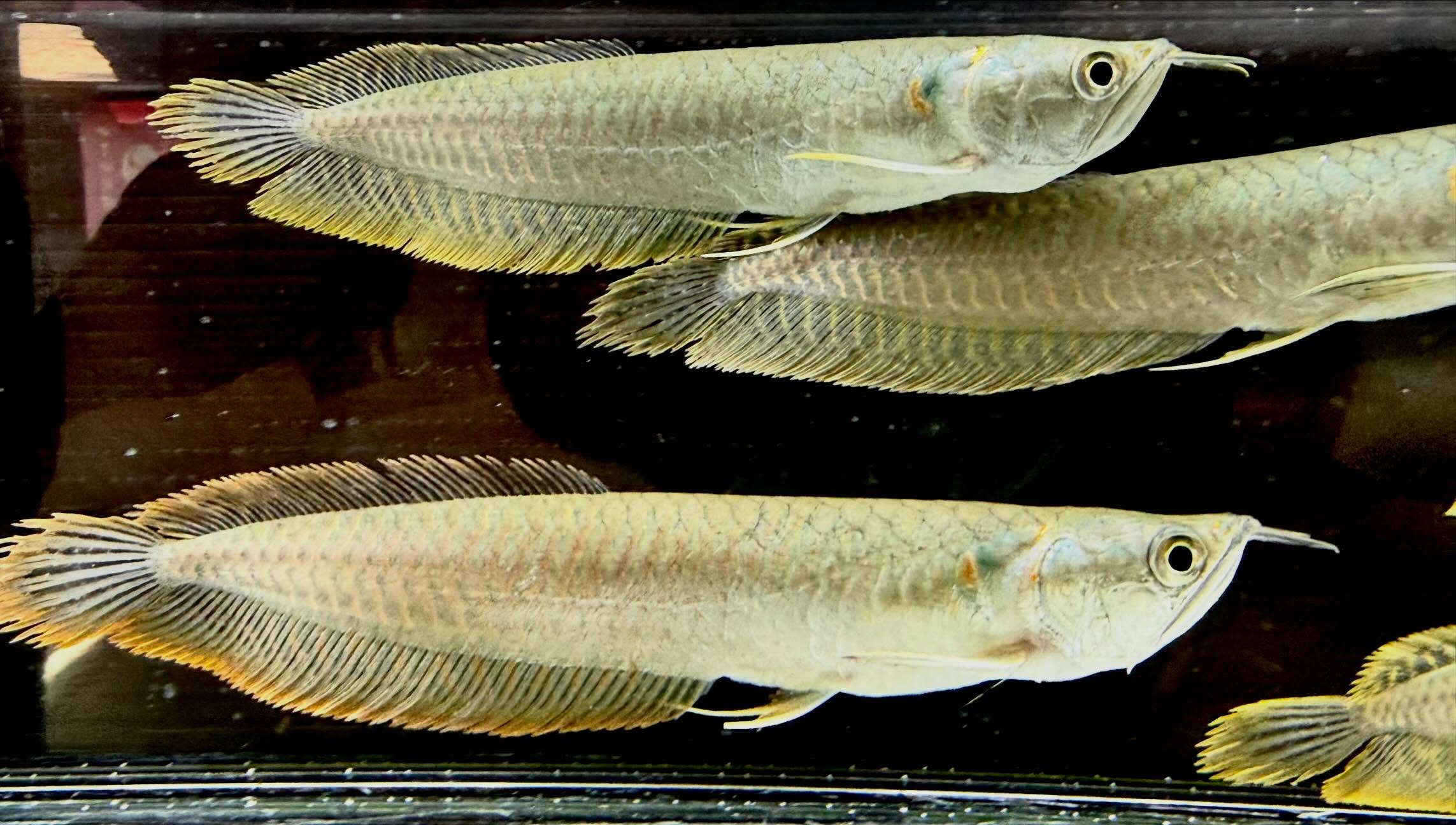 シルバーアロワナ 15cm±  ブリード