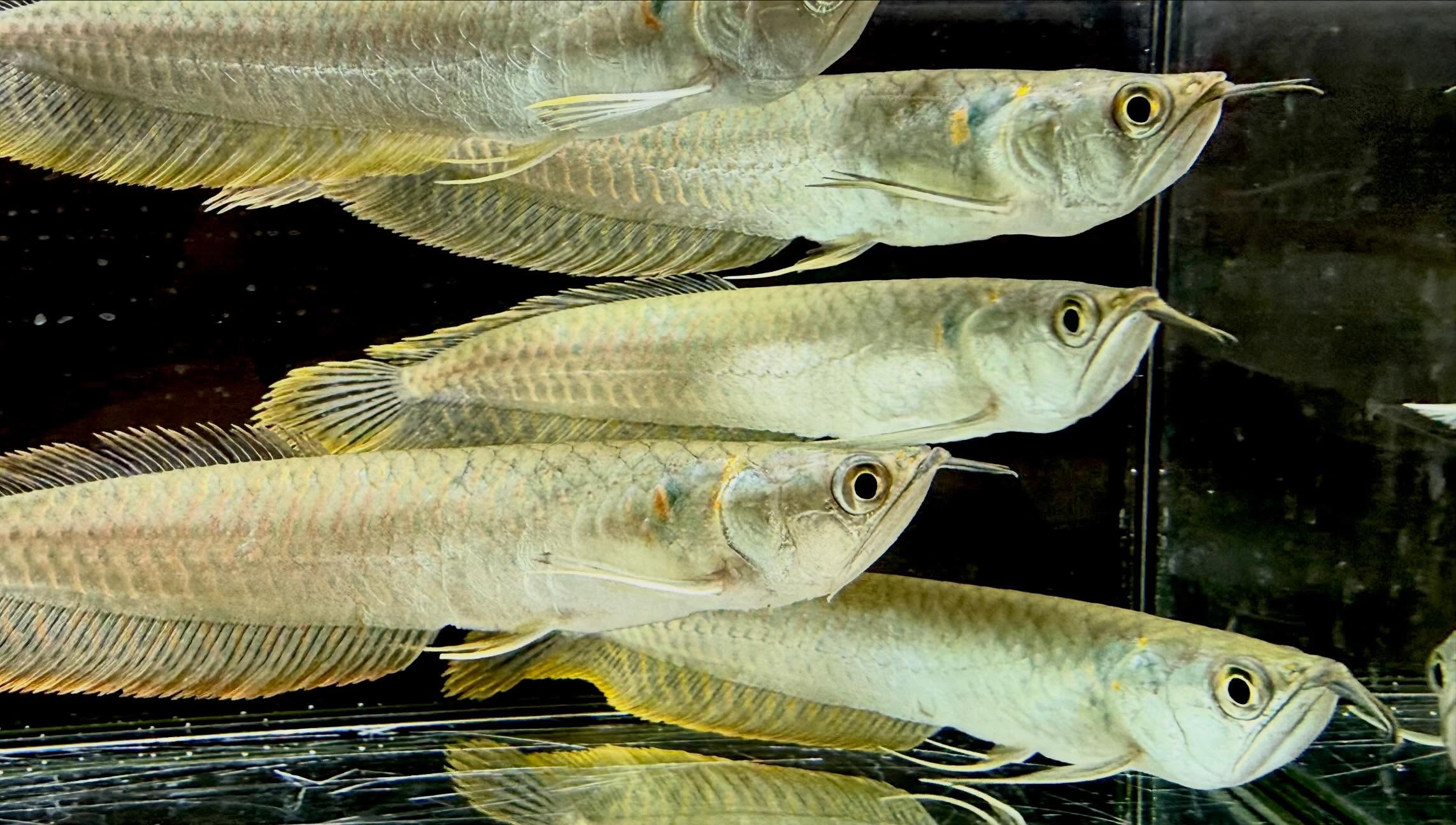 シルバーアロワナ 15cm±  ブリード