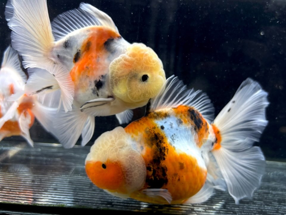 オランダシシガシラ 