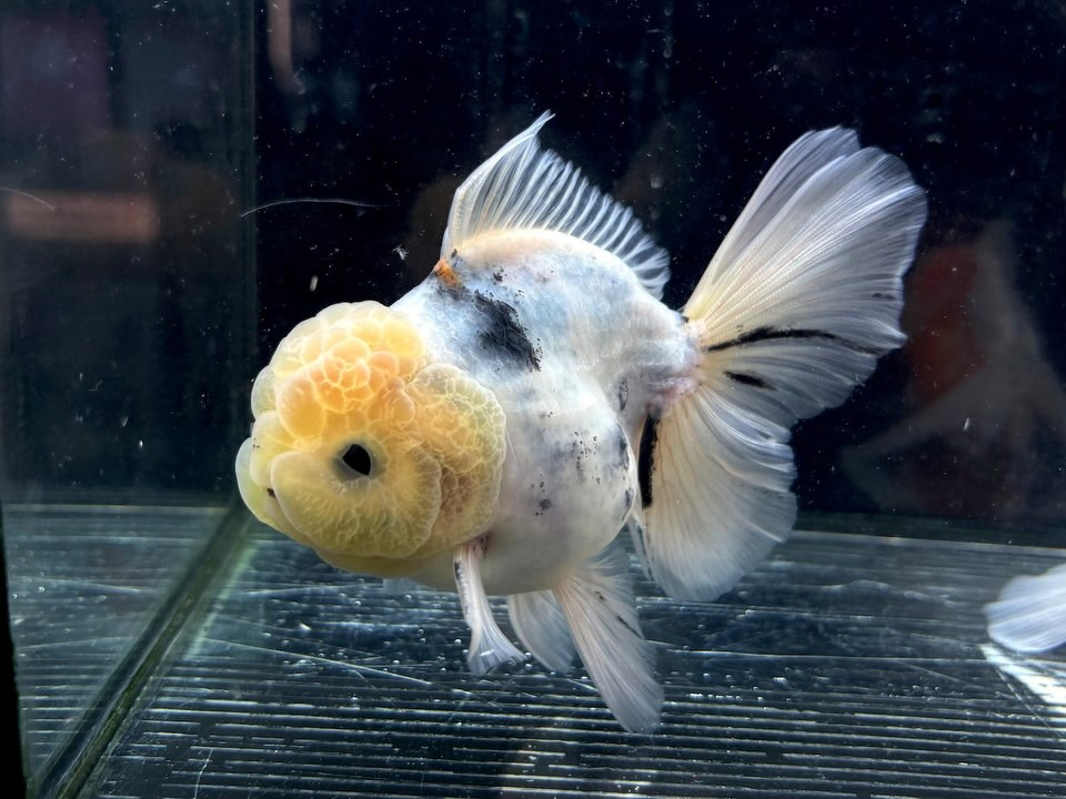 オランダシシガシラ 