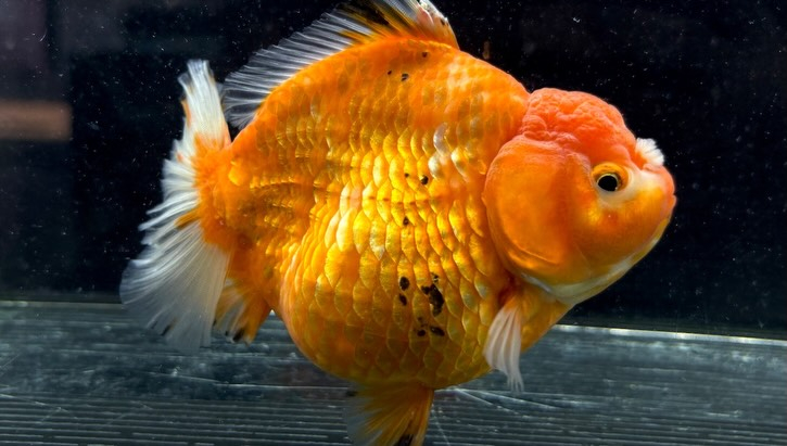 ローズテールオランダ  14cm±