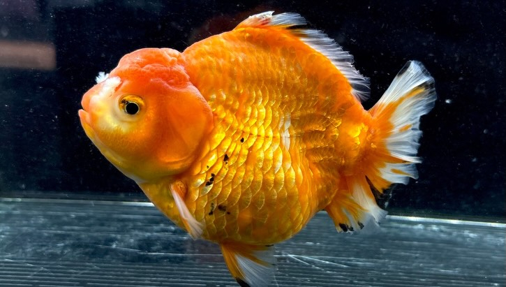 ローズテールオランダ  14cm±
