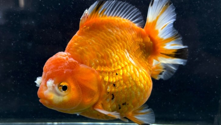 ローズテールオランダ  14cm±